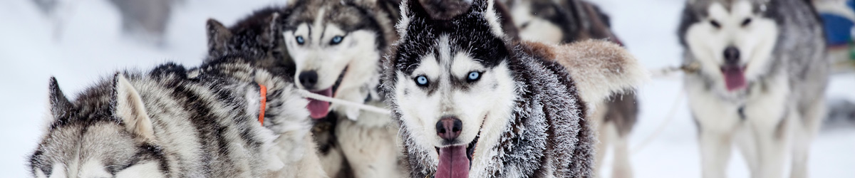 Schlittenhunde Kiruna